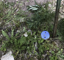 Curbstop cover amongst foliage